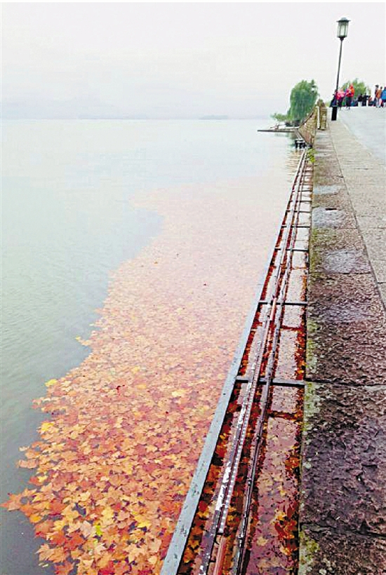 西湖断桥开辟湖面彩叶观赏区