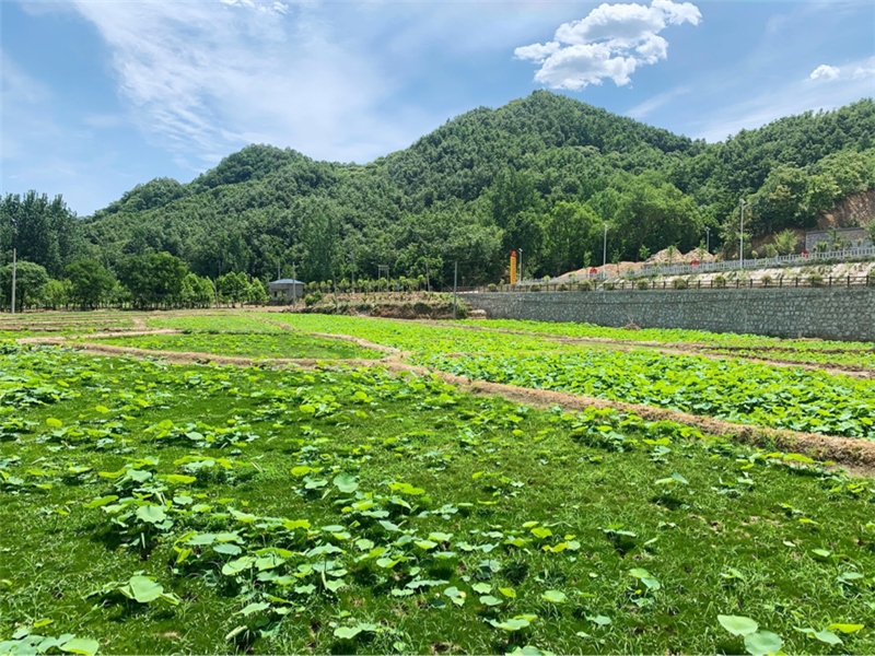 【A 平顶山市委宣传部主办】平顶山：乡村旅游势正劲 美景“扮靓”新生活