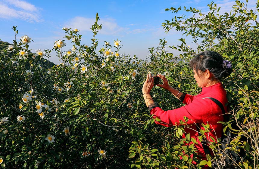 广西横州市：油茶花开洁如玉