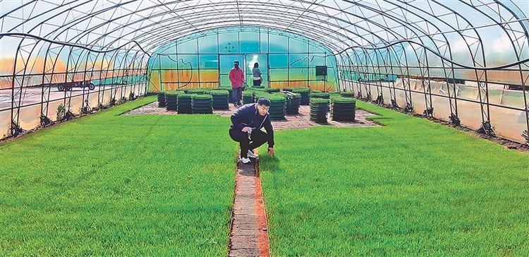 调整种植结构 提高机械化率 实施托管服务 粮食“十八连丰”的佳木斯表现