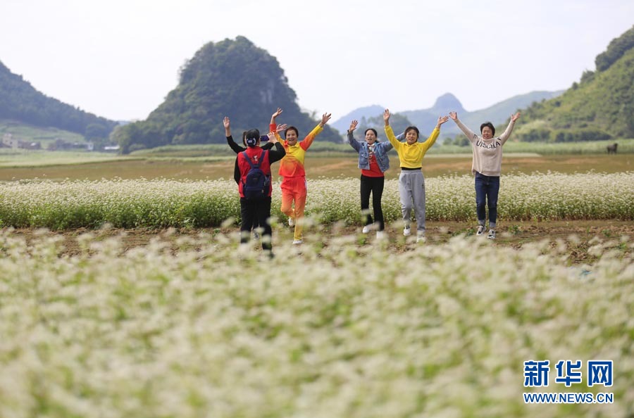 冬日浪漫！仫佬山乡荞麦花开