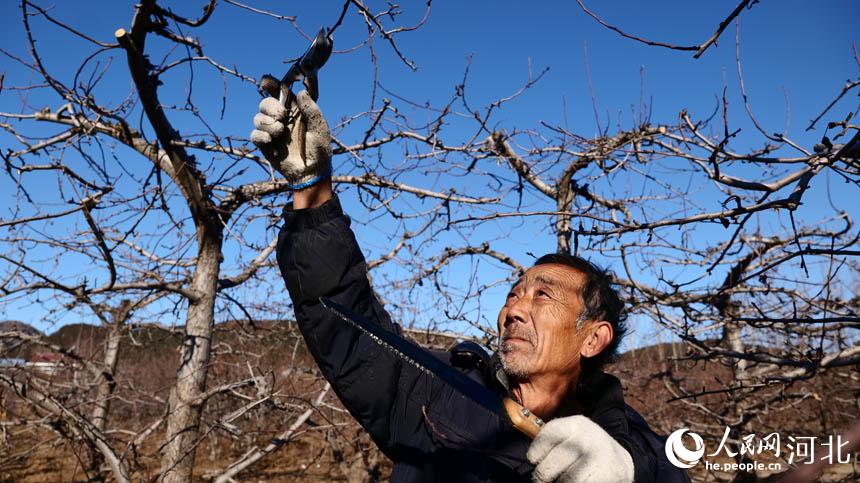 河北迁安：果树冬剪正当时 来年丰收不用愁