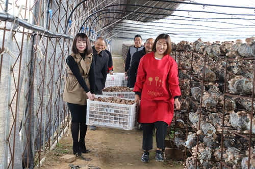 【B】平顶山市鲁山县瓦屋镇：凝聚三大合力 打造香菇小镇