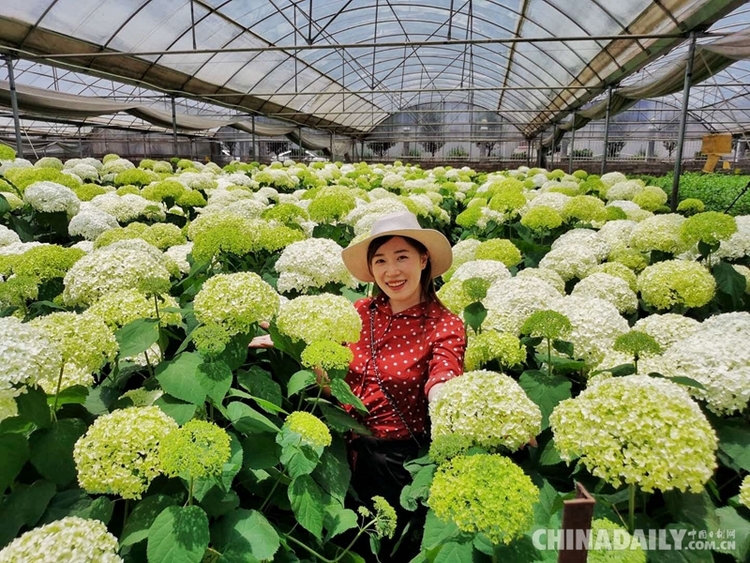 香港青年梁安莉：“贵州屋脊”绽放花季