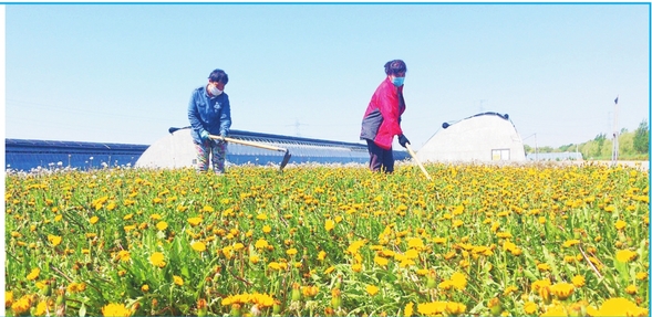 蒲公英种植助农增收