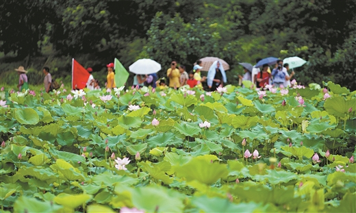 万人汇聚 畅游花海