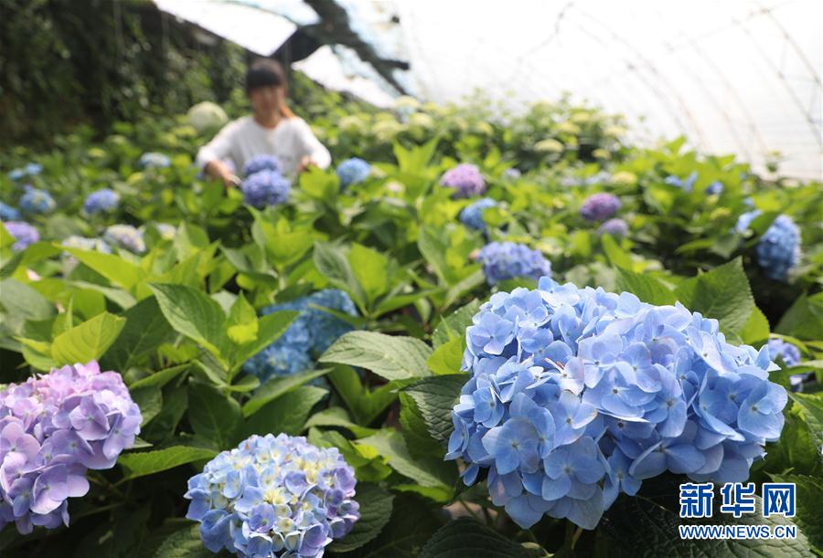 河北唐山：“鲜花经济”促增收