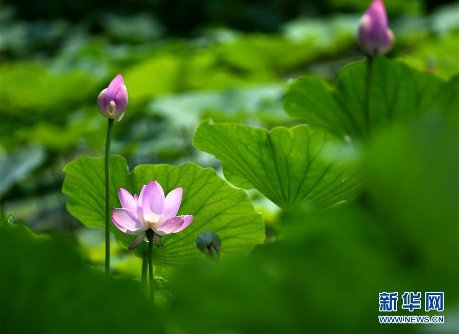 天津：南开大学马蹄湖赏荷