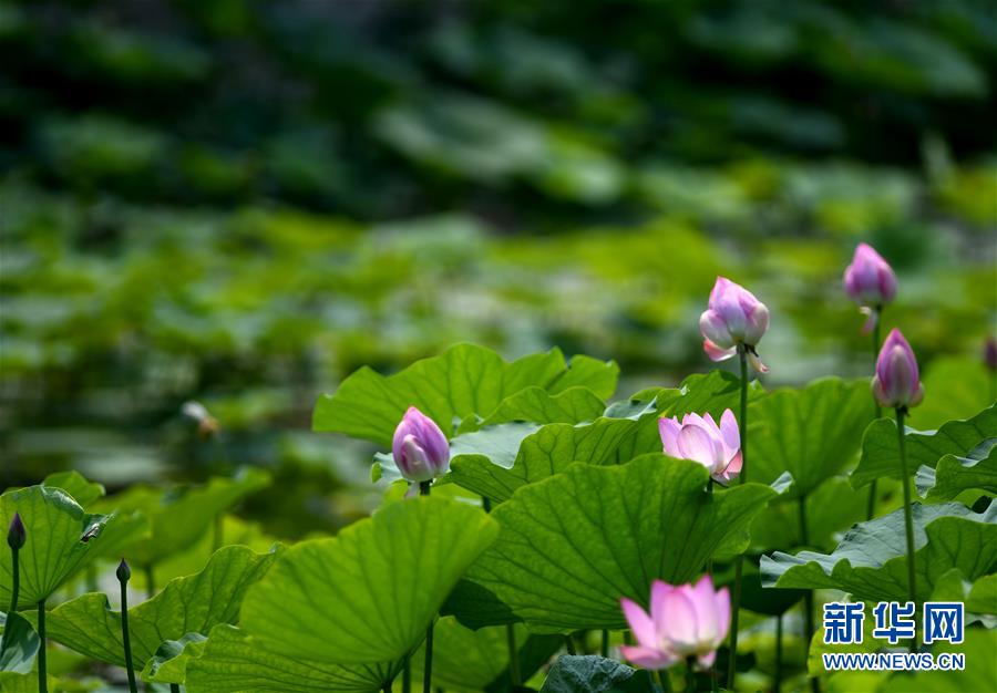 天津：南开大学马蹄湖赏荷