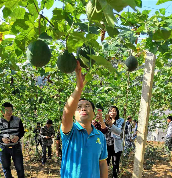 深化粤桂扶贫协作 广东新会区携手广西宁明县“斩穷根”