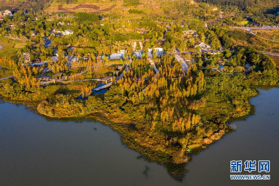 广西梧州：苍海湿地公园冬日景如画