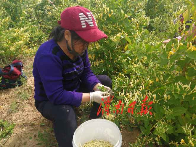 渭南：金银花田摘花忙