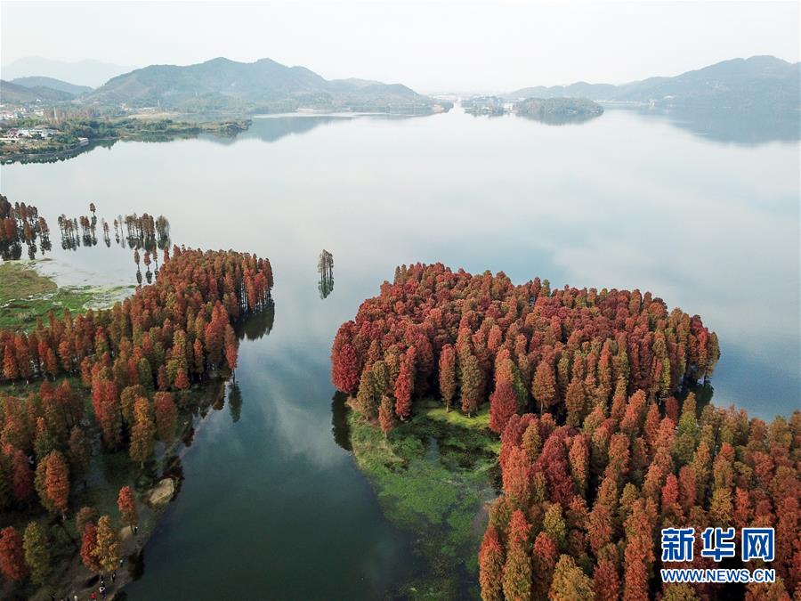 浙江余姚：杉红似火犹未尽