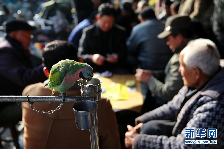 千年古镇老茶馆 品味悠闲慢时光