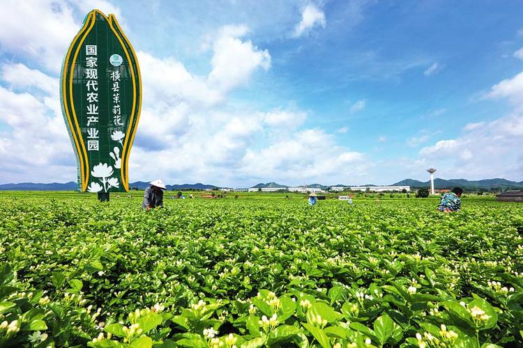 茉莉花都香飘世界 ——横县好一朵茉莉花绘出新发展崭新画卷