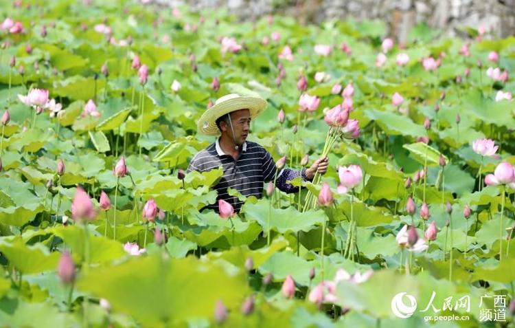 广西三江：荷花飘香引客来