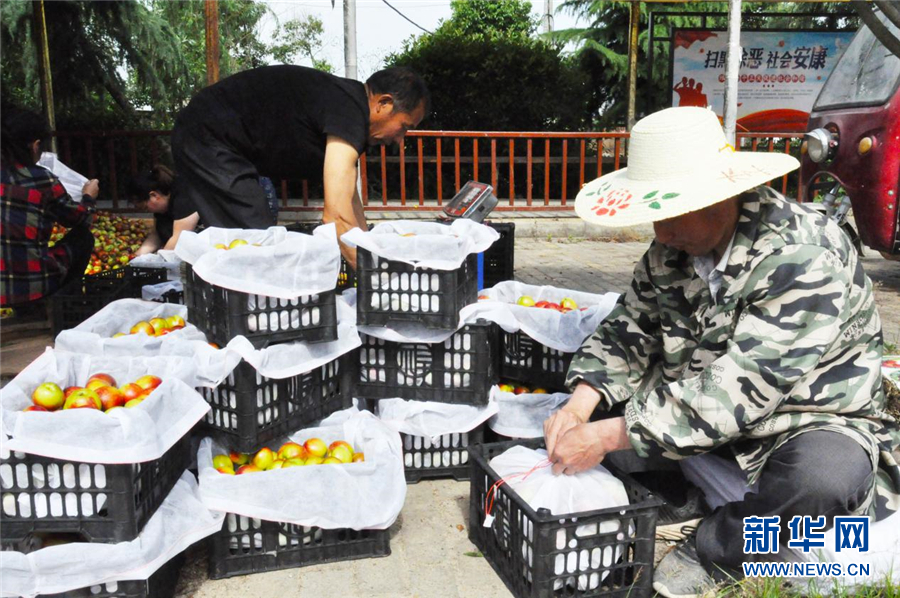 湖北产桃大县随县线上线下双管齐下卖鲜桃