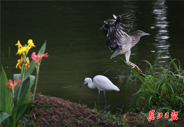 10万只鹭鸟涨渡湖湿地度夏