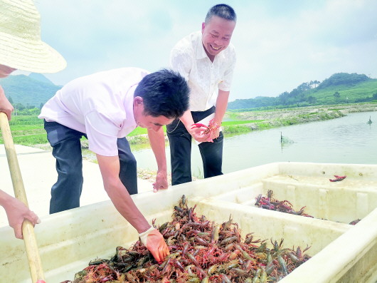 （副头条）贵安新区高峰镇扶贫办负责人张金贵: 3年为民谋脱贫 不负乡亲不负我