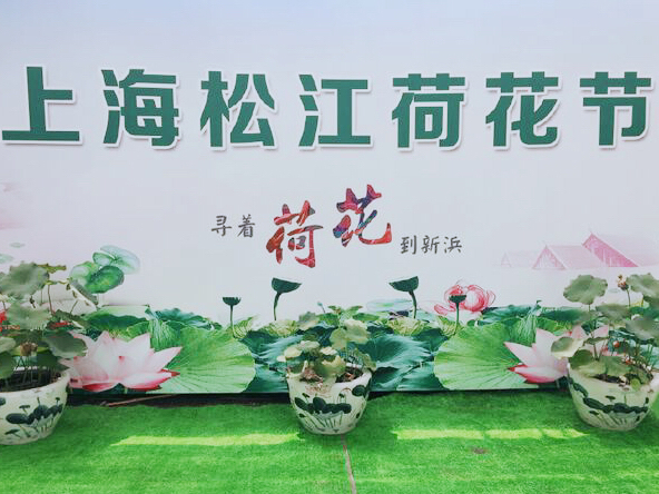 莲荷花展正当时 上海赏荷胜地“荷”你相约七月