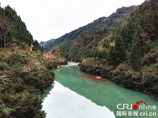 已过审【区县联动】【黔江】黔江区：濒危植物“中华蚊母”激发乡村旅游生机【区县联动　列表】黔江区“中华蚊母”激发乡村旅游生机