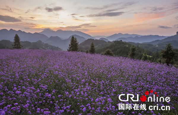 （市州/旅游/已过审）坚守特色记乡愁 -黔北道真旅游业迎来黄金期