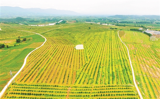 广西上思：把种植基地周边贫困户联结到产业链上