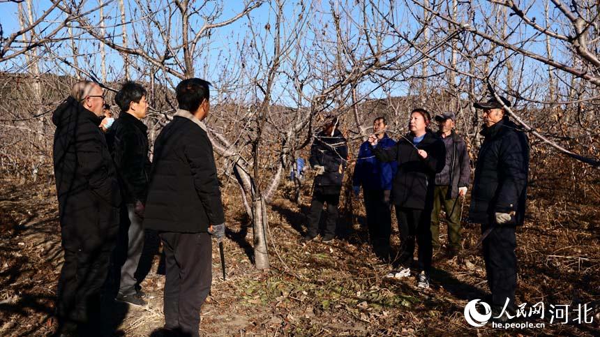 河北迁安：果树冬剪正当时 来年丰收不用愁