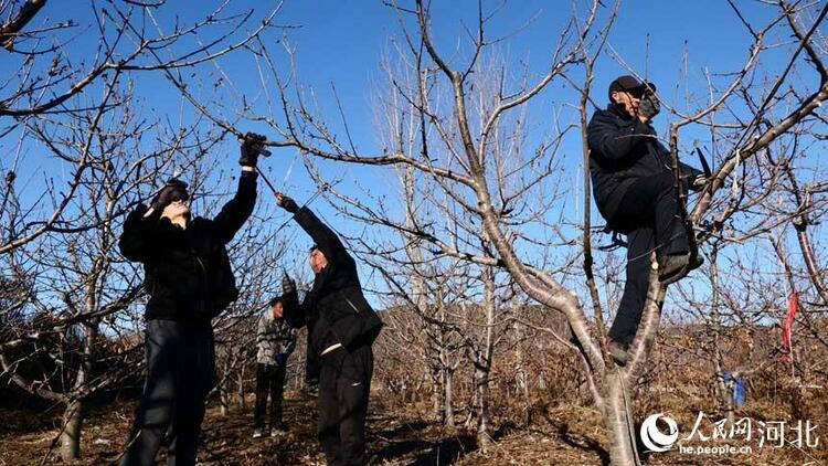 河北迁安：果树冬剪正当时 来年丰收不用愁