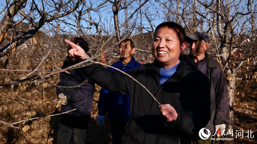 河北迁安：果树冬剪正当时 来年丰收不用愁