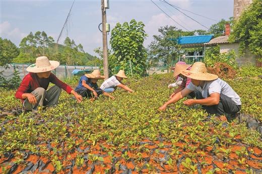 柳州市鹿寨多措并举攻坚脱贫