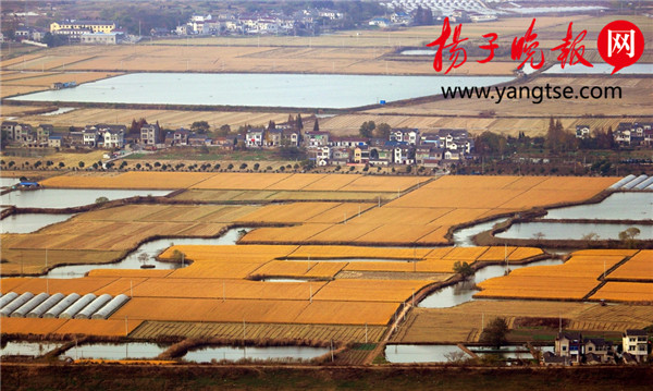 赤山顶上鸟瞰金色大地 江南乡原秋色美不胜收