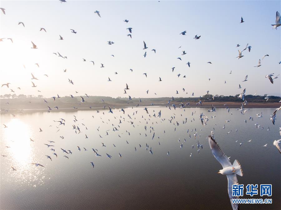 江西鄱阳湖：万鸟翔集