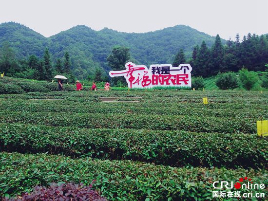 “决战脱贫攻坚·决胜全面小康”  贵州湄潭：茶旅一体化实现脱贫致富