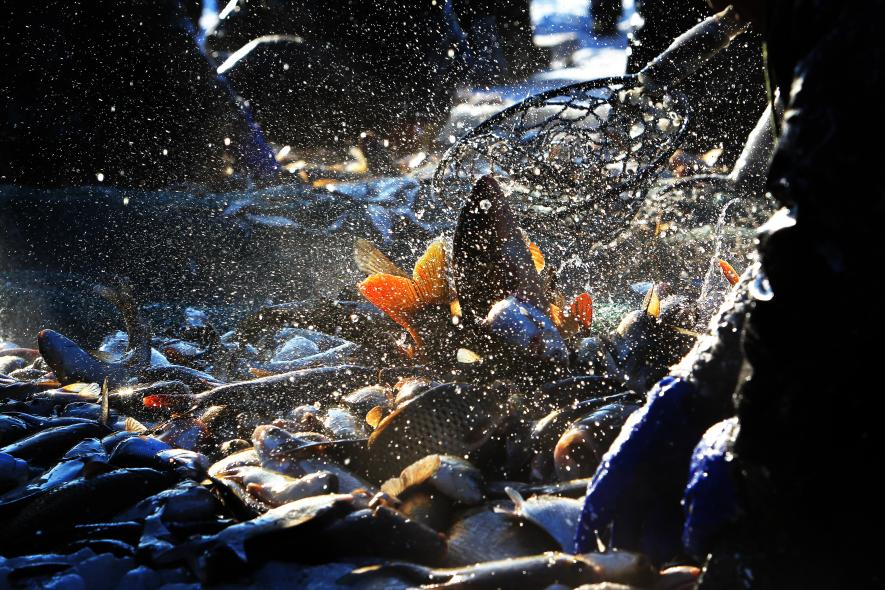 Winter Fishing on Chagan Lake in Songyuan City: Reappearance of the Spectacular Scene of "Pulling Heavily Laden Nets of Fish Out of Frozen Lake"_fororder_图片 6