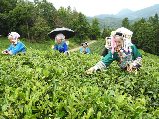 （供稿）黔西南普安：茶香景美百姓富_fororder_普安