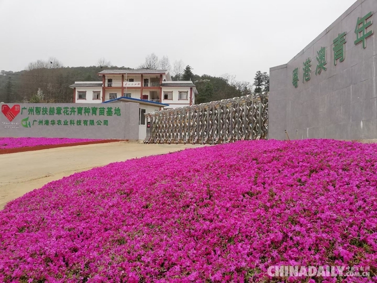 香港青年梁安莉：“贵州屋脊”绽放花季