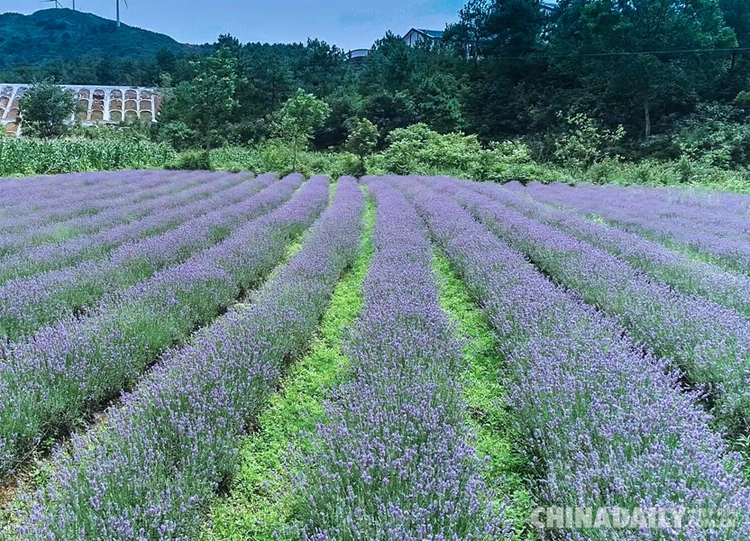 香港青年梁安莉：“贵州屋脊”绽放花季