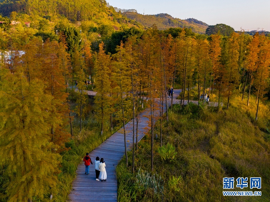 广西梧州：苍海湿地公园冬日景如画