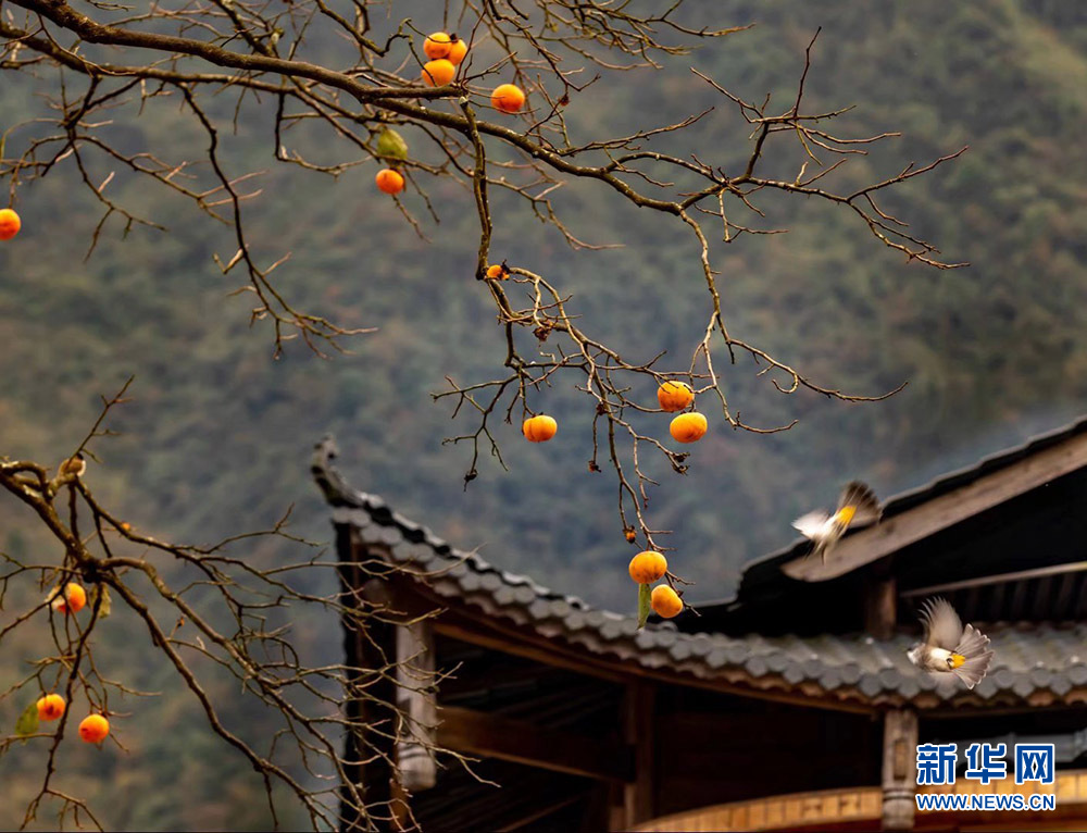 武陵山冬日鸟儿啄食图