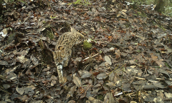 Se publican los resultados preliminares del primer estudio de campo sobre la biodiversidad en el Parque Deyang del Parque Nacional del Panda Gigante_fororder_图片4