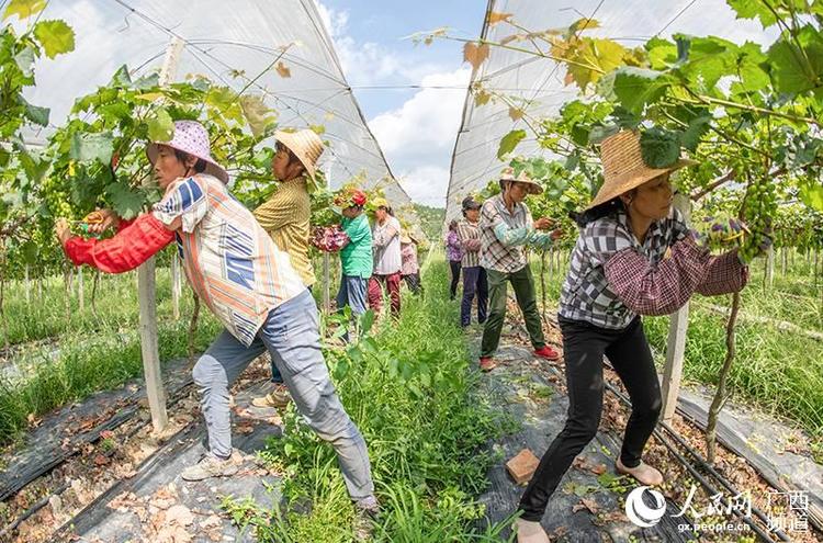 广西梧州：特色产业富民助推脱贫