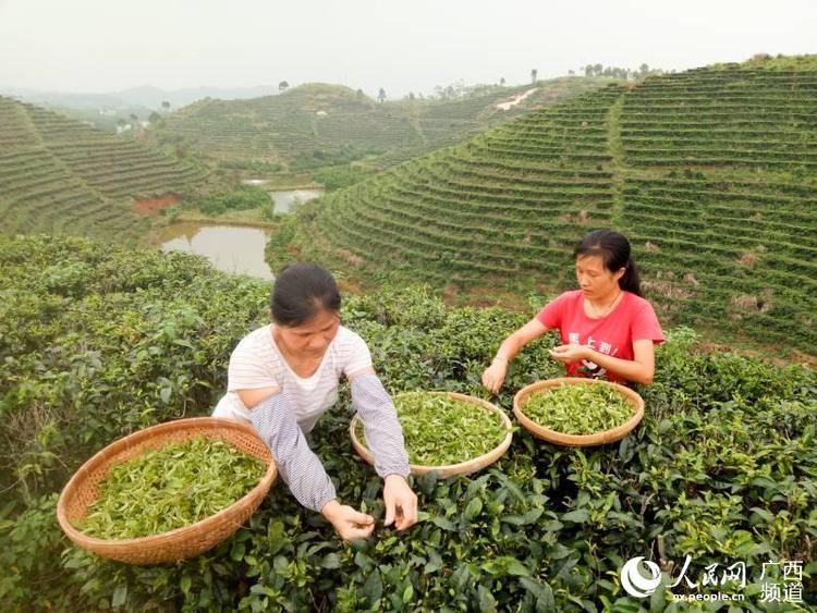 广西梧州：特色产业富民助推脱贫