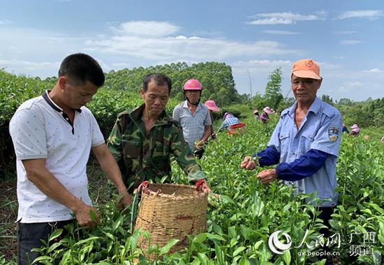 广西上思：生态茶园香满山 群众生活在改善