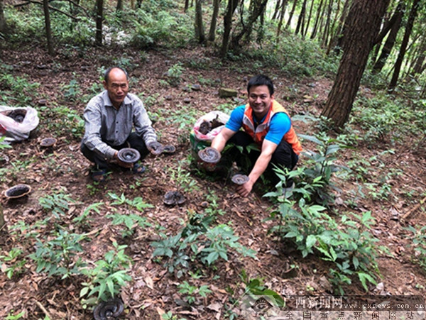 横县镇龙乡：林下种灵芝 铺就致富路