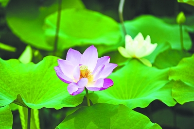 汉阳江滩荷花悄然吐芬芳