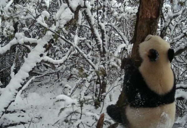 Climbing Trees, Strolling and Juggling——Giant Pandas in Aba Prefecture Have Fun in the World of Ice and Snow_fororder_大熊猫