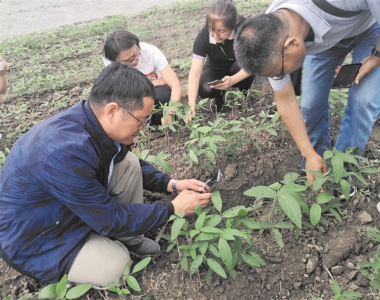 平均亩产超250公斤 黑河“伙伴行动”测产数据 给我们哪些启示？