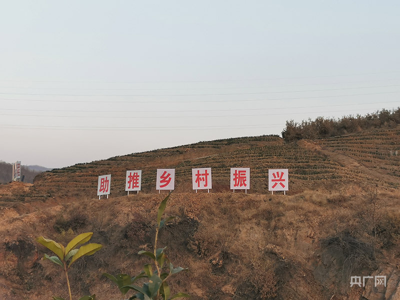 远山的回响｜他用“一片叶子”带老乡致富