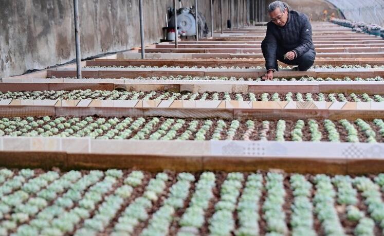 河北秦皇岛：特色种植助农增收